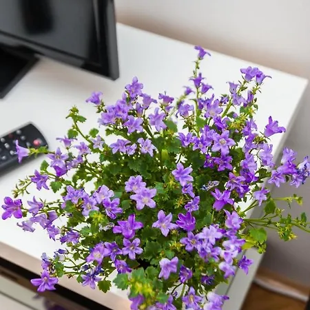 Apartament Bagi In Old Town Center Zadar